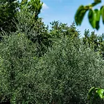 Le Chiusure San Felice del Benaco