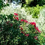 Le Chiusure * San Felice del Benaco