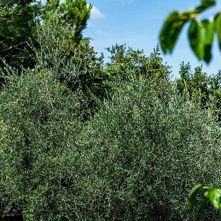 Le Chiusure San Felice del Benaco